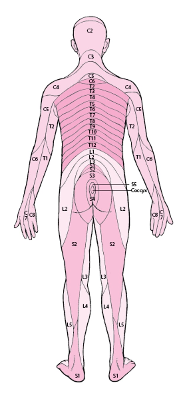 Dermatomes