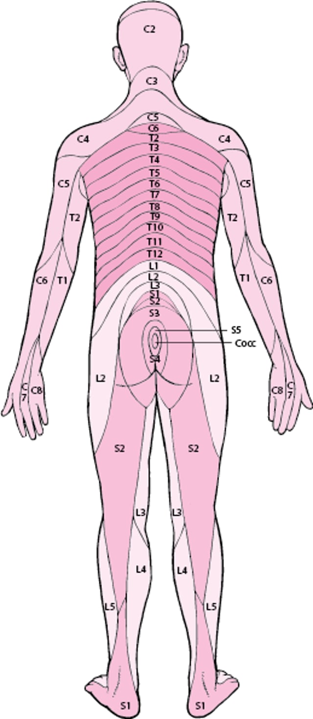 Dermatome