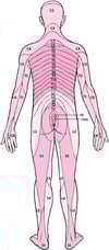 Dermatomas