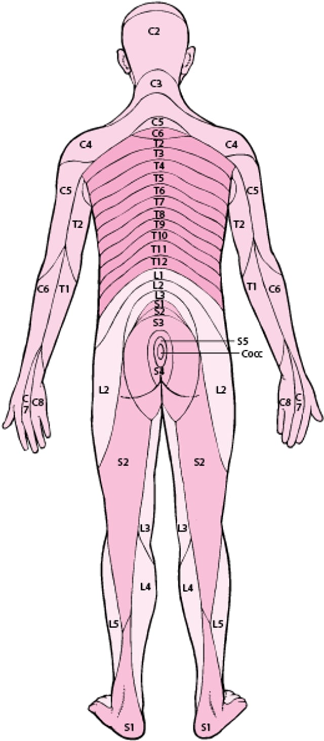 Dermatomas