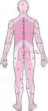 Dermatomes