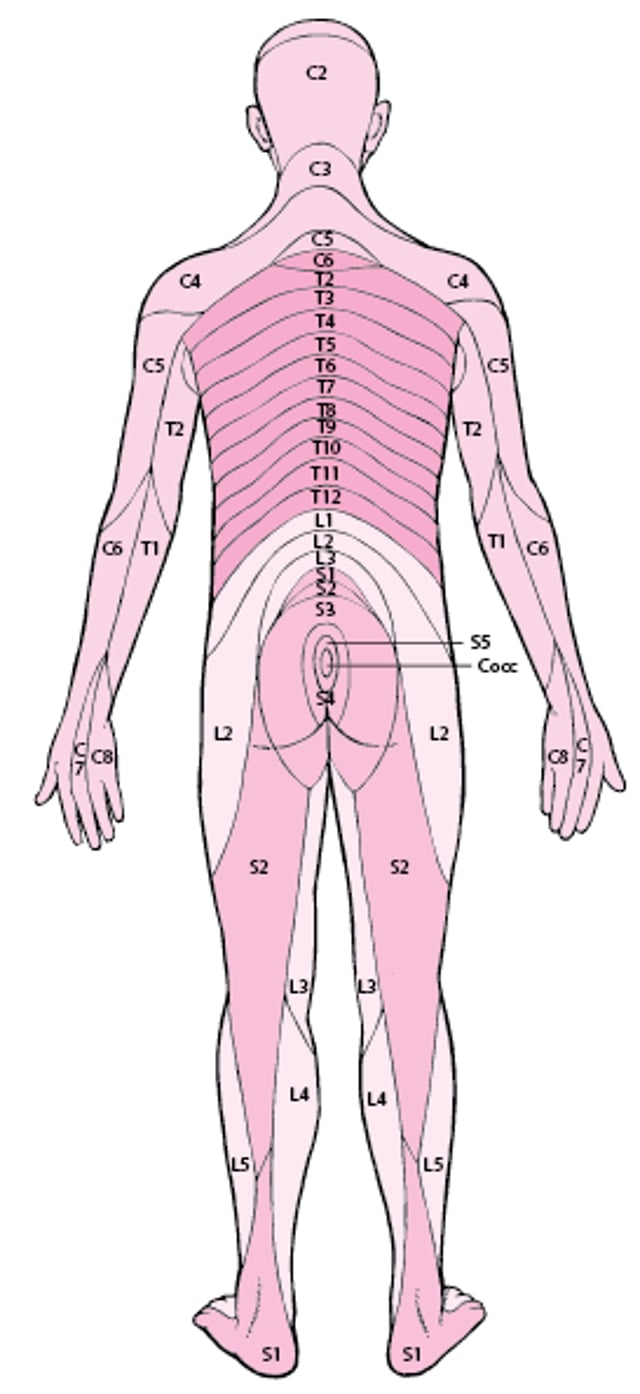 Dermatomi