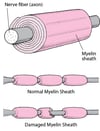 Insulating a Nerve Fiber