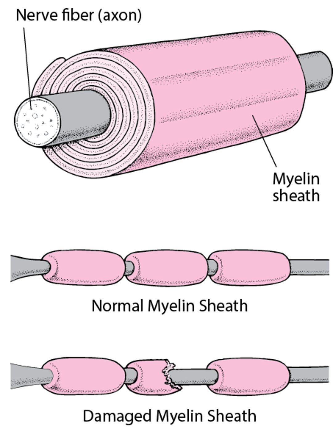 Insulating a Nerve Fiber
