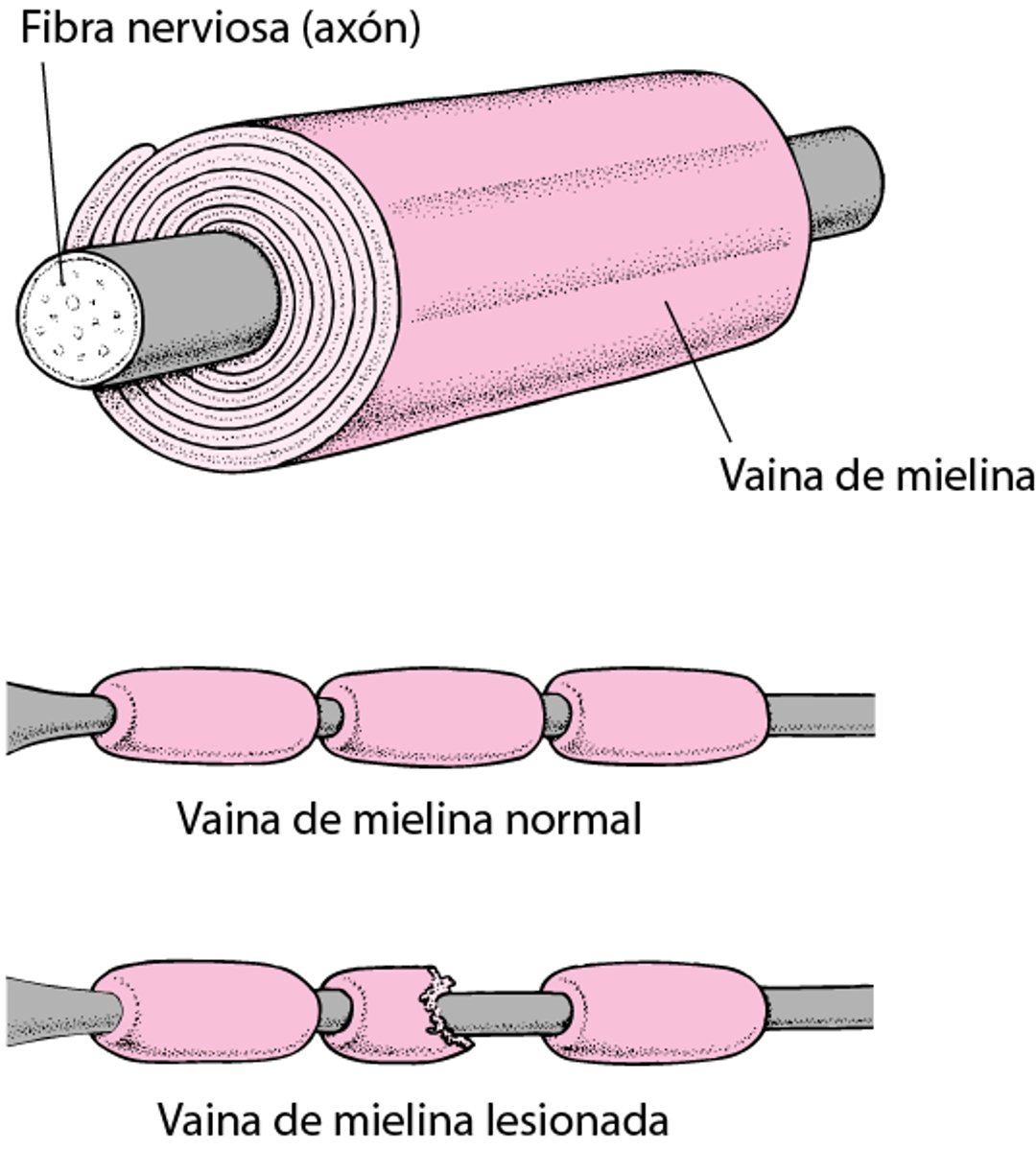 Aislamiento de una fibra nerviosa