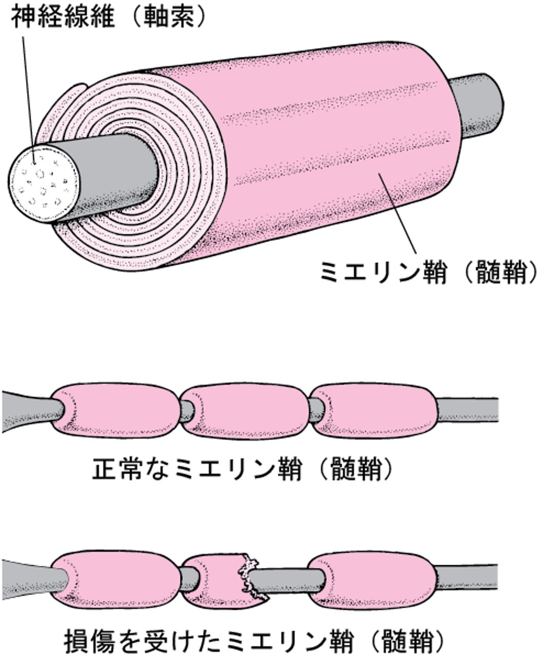 神経線維しんけいせんいを絶縁ぜつえんする組織そしき