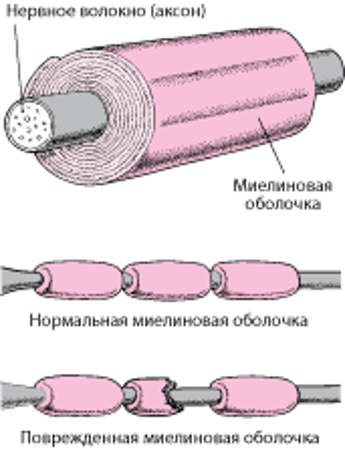 Изоляция нервного волокна