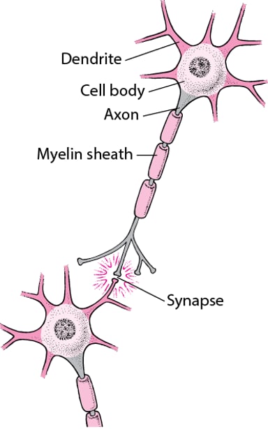 Image:Typical Structure of a Nerve Cell-MSD Manual Consumer Version