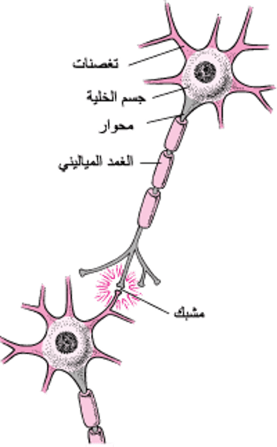 البنية النموذجية للخليَّة العصبيَّة