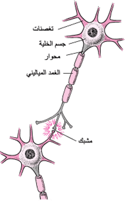 البنية النموذجية للخليَّة العصبيَّة