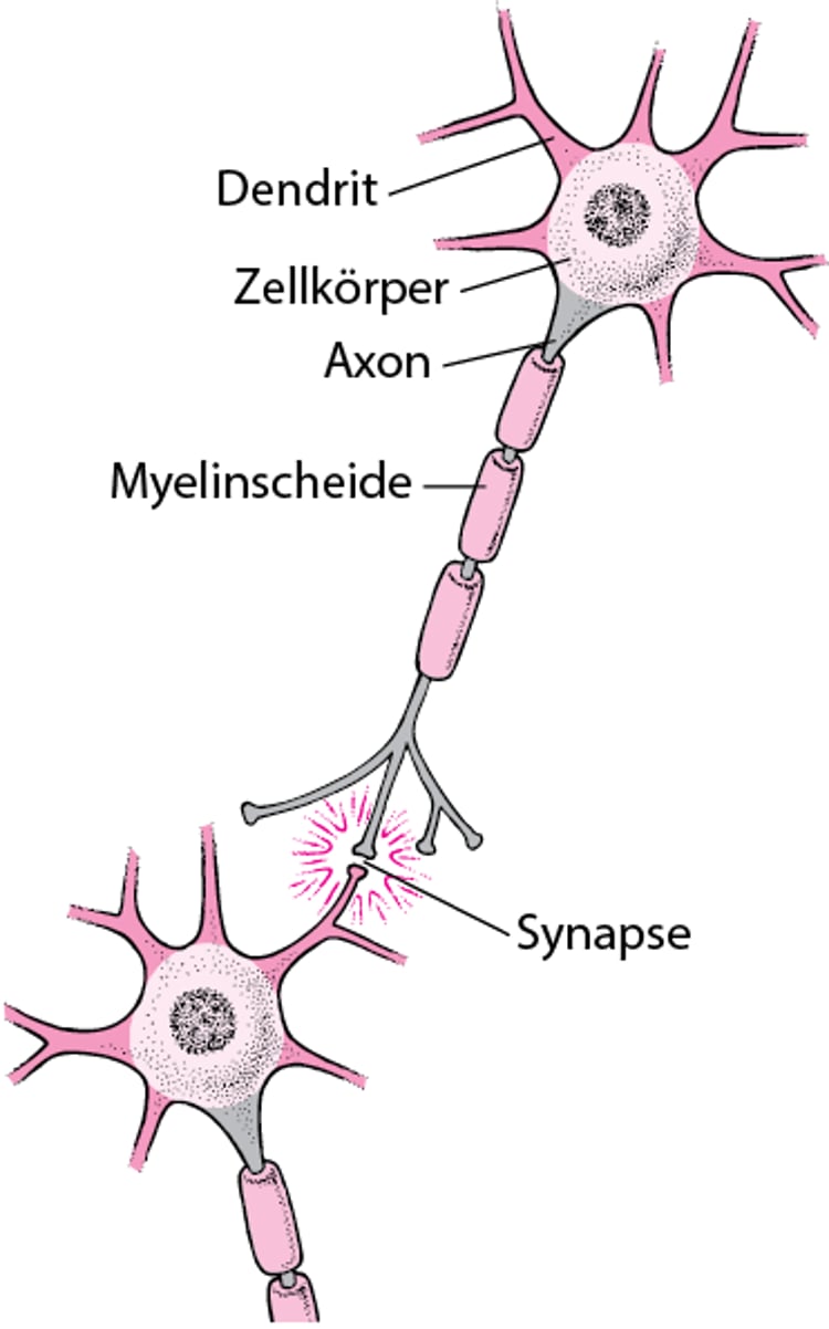 Typischer Aufbau einer Nervenzelle