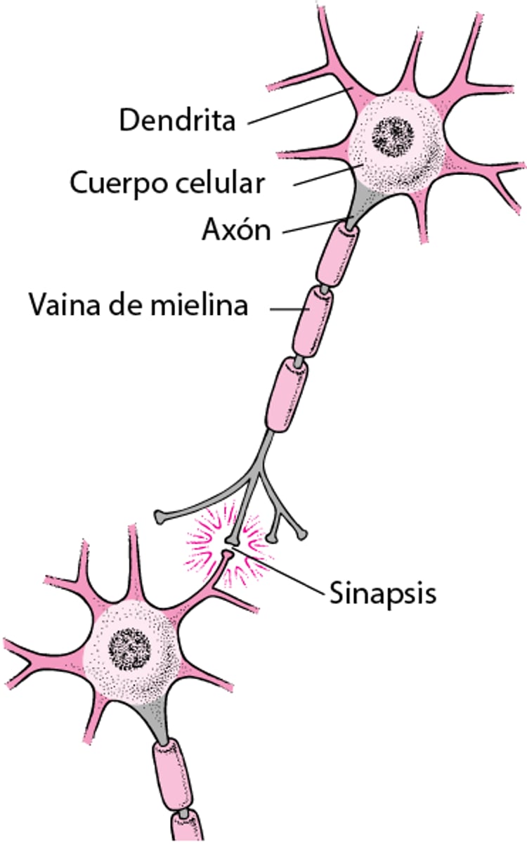 Estructura típica de una neurona