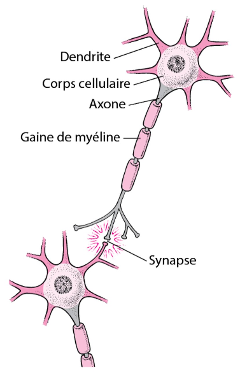 Structure d’une cellule nerveuse