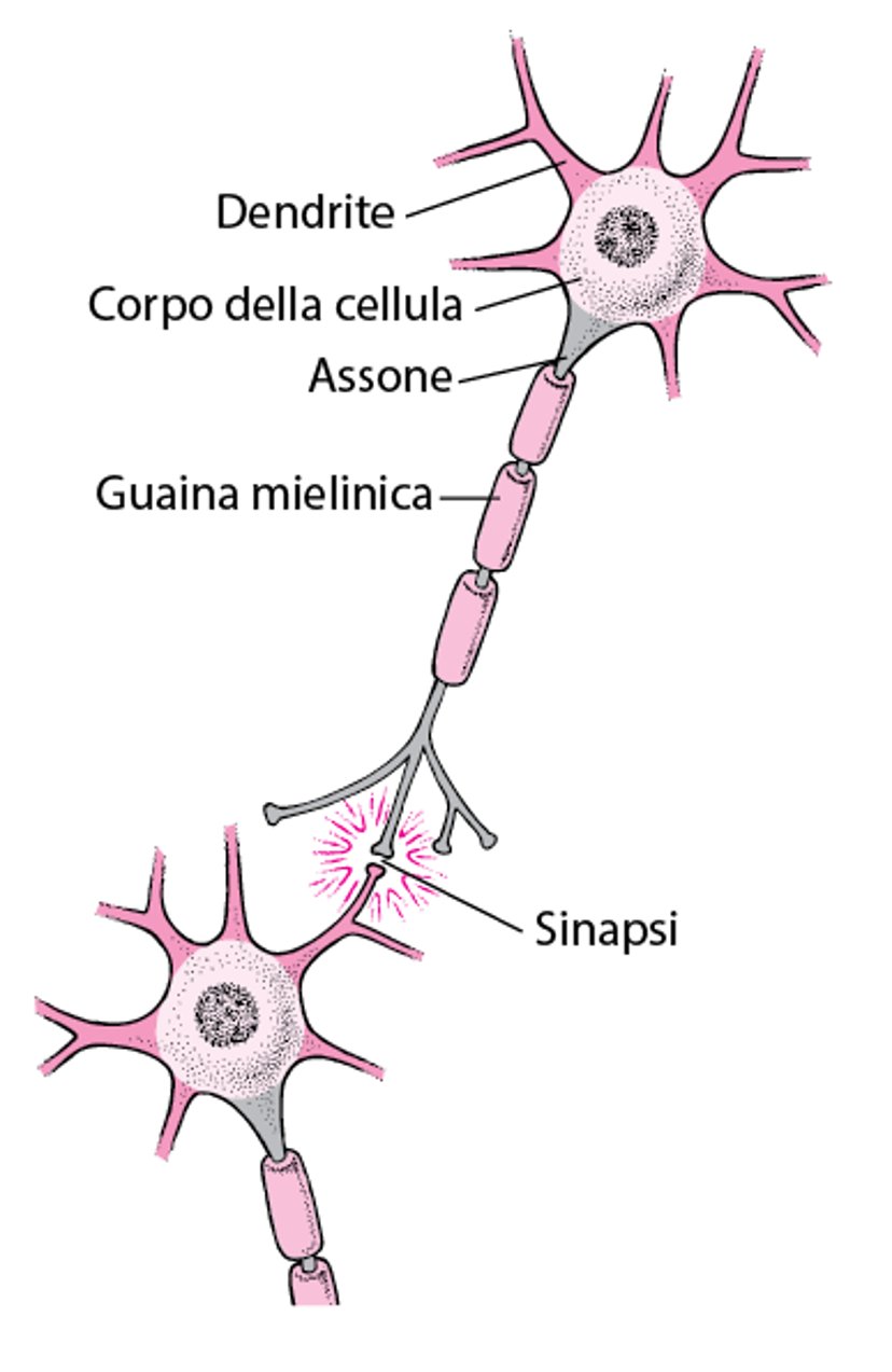 Struttura tipica di una cellula nervosa