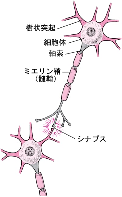 <ruby >神経細胞<rt >しんけいさいぼう</rt></ruby>の<ruby >典型的<rt >てんけいてき</rt></ruby>な<ruby >構造<rt >こうぞう</rt></ruby>