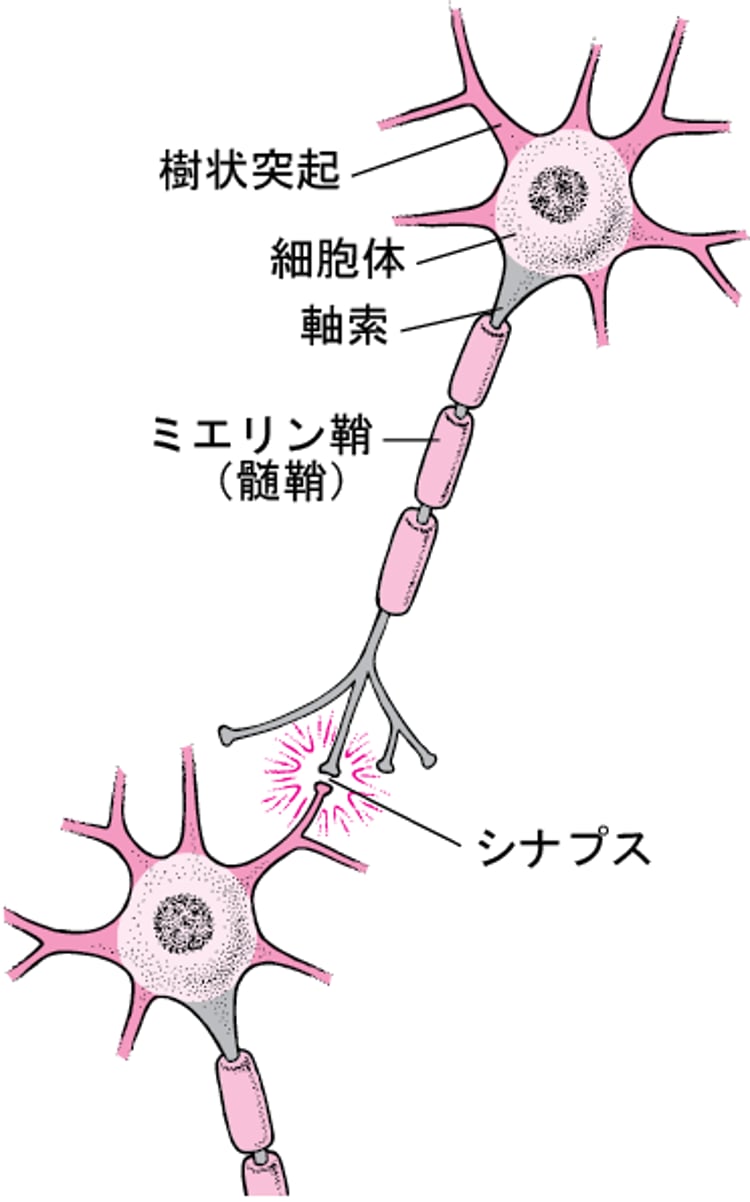 <ruby >神経細胞<rt >しんけいさいぼう</rt></ruby>の<ruby >典型的<rt >てんけいてき</rt></ruby>な<ruby >構造<rt >こうぞう</rt></ruby>
