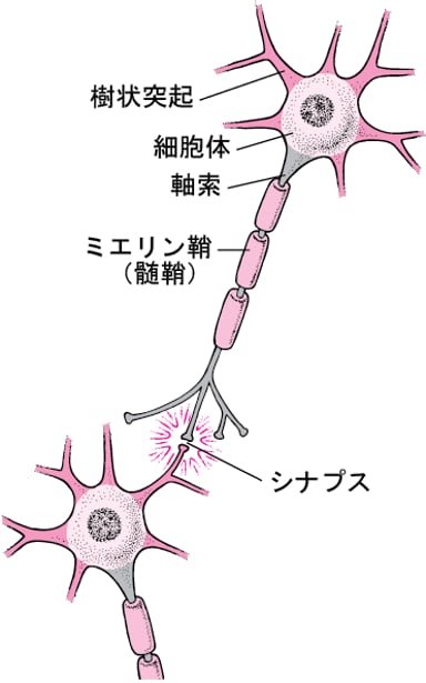 Image:神経細胞しんけいさいぼうの典型的てんけいてきな構造こうぞう-MSDマニュアル家庭版