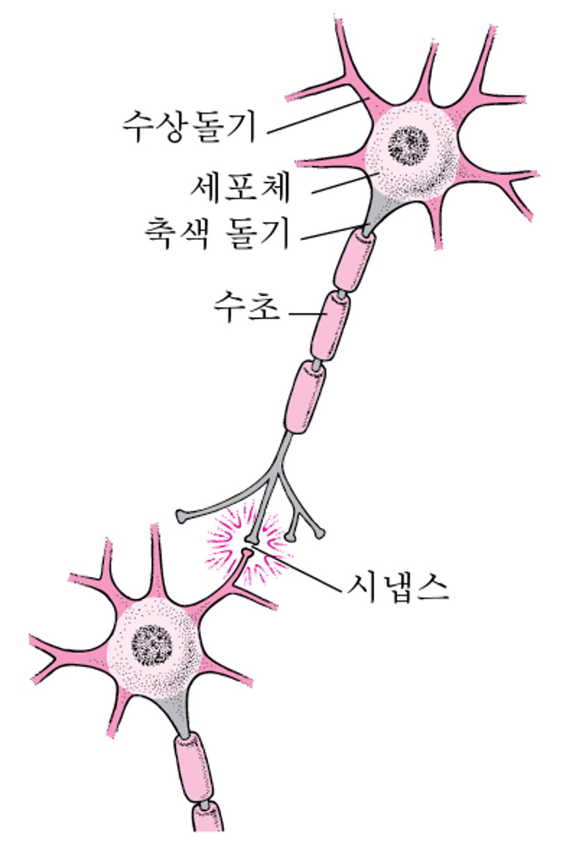 신경 세포의 일반적인 구조