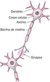 Estrutura típica de um neurônio