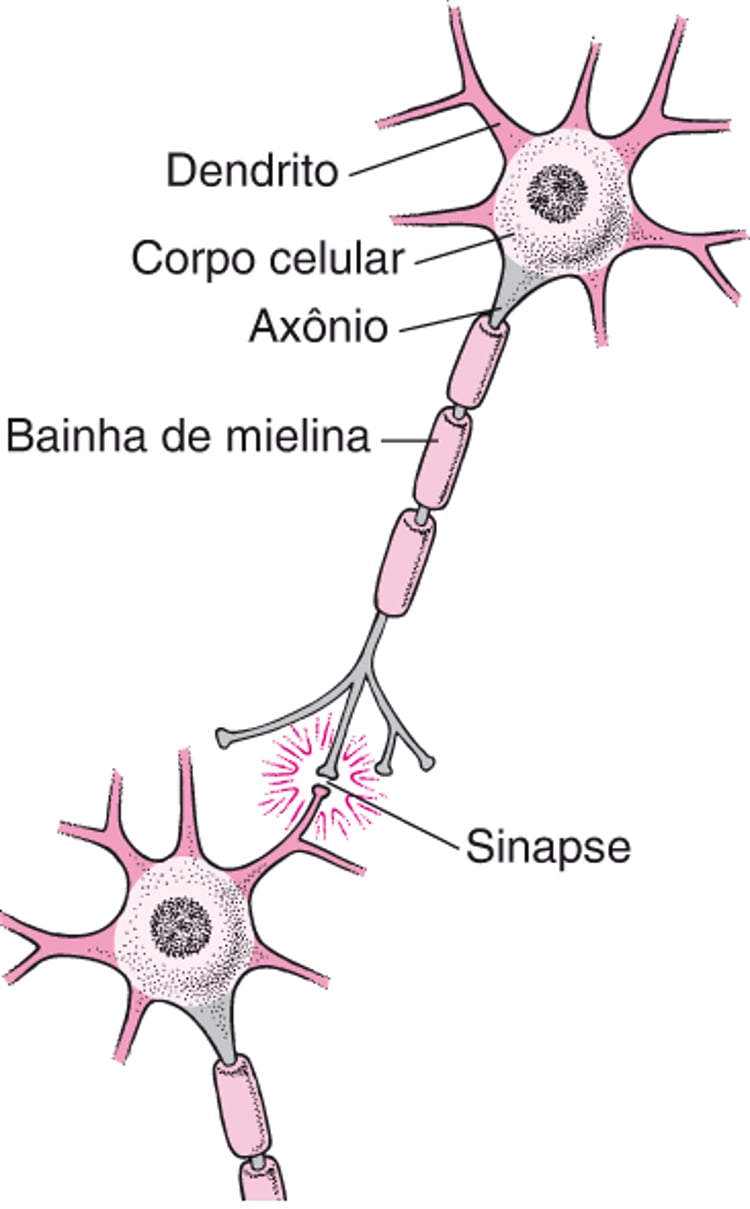 Estrutura típica de um neurônio