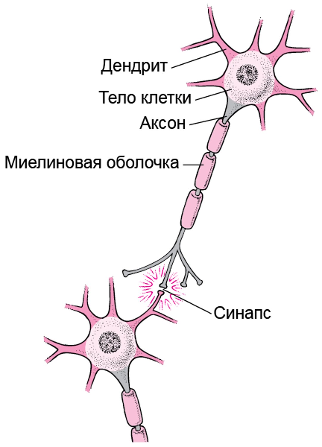 Типичная структура нервной клетки