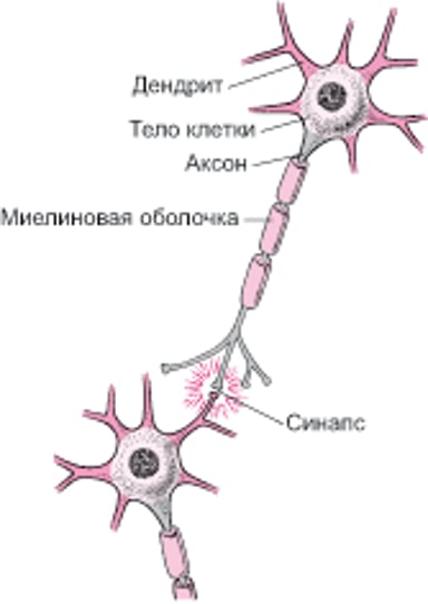 Типичная структура нервной клетки