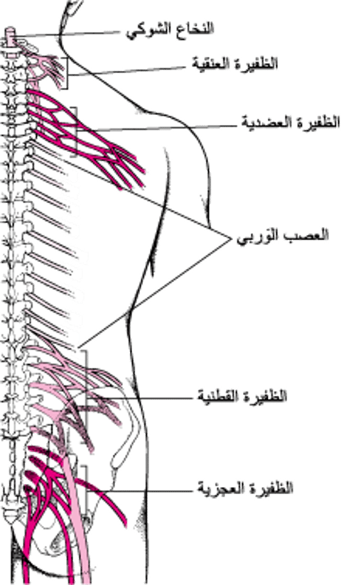 صناديق المَواصِل العصبية: الضفائر