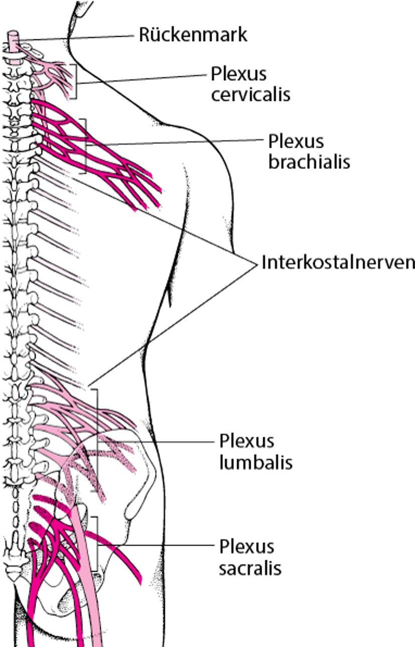 Nervengeflechtverbindungen: Die Plexus