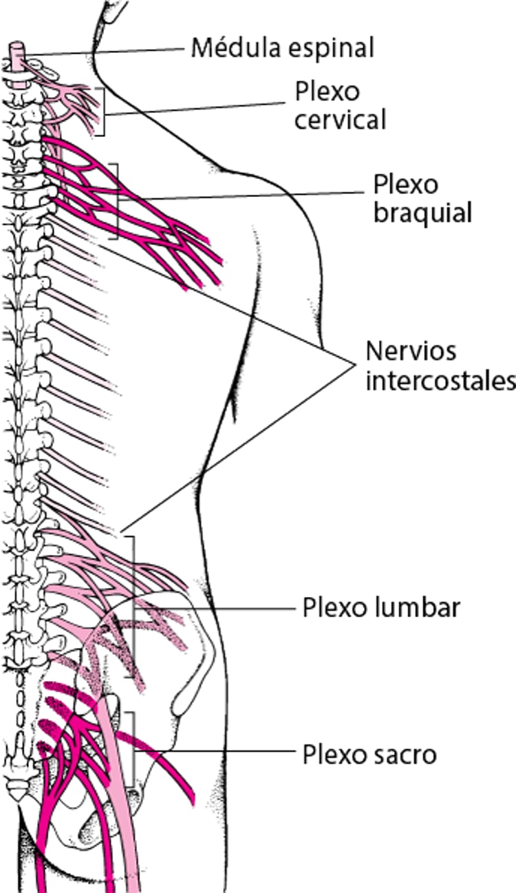 Cajas de conexiones nerviosas: los plexos