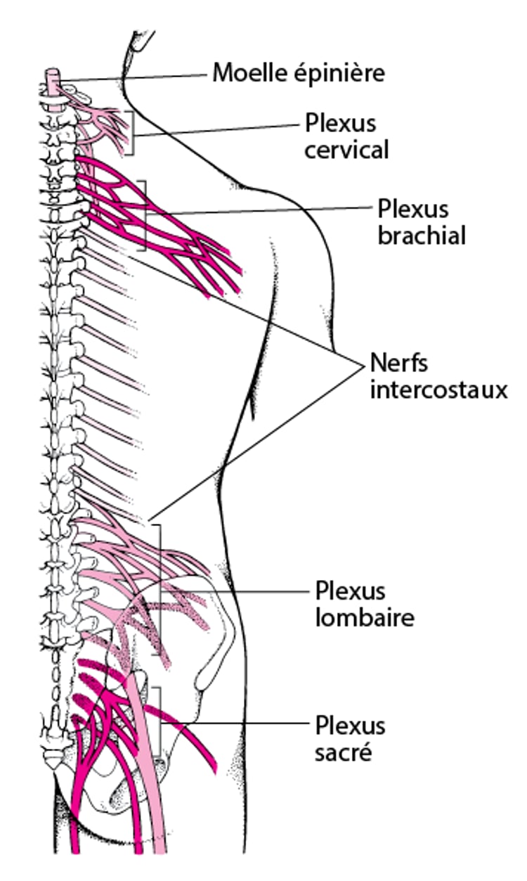 Tableau électrique de nerfs : les plexus