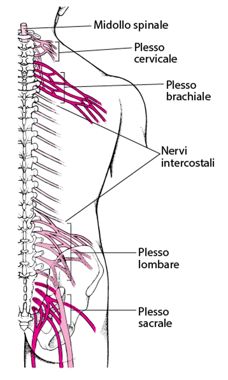 Scatole di giunzione nervosa: i plessi