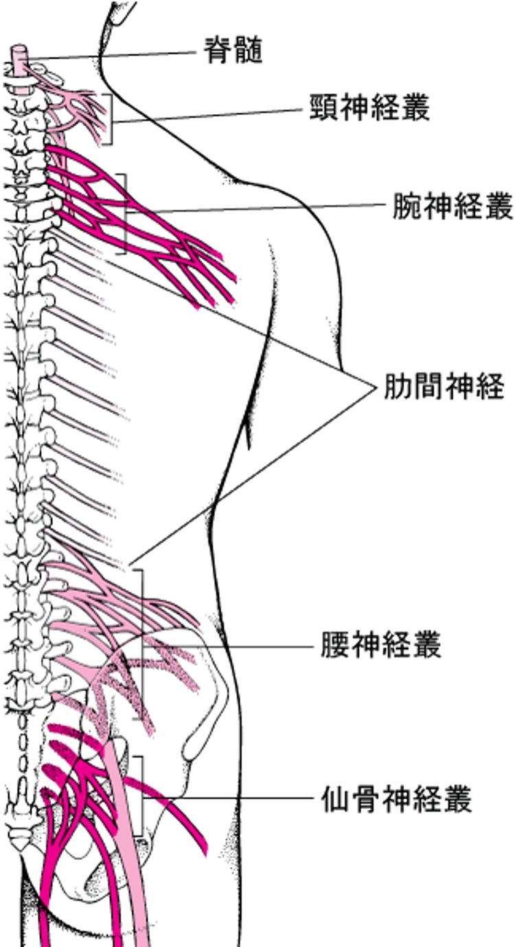 神経叢：神経の配電盤