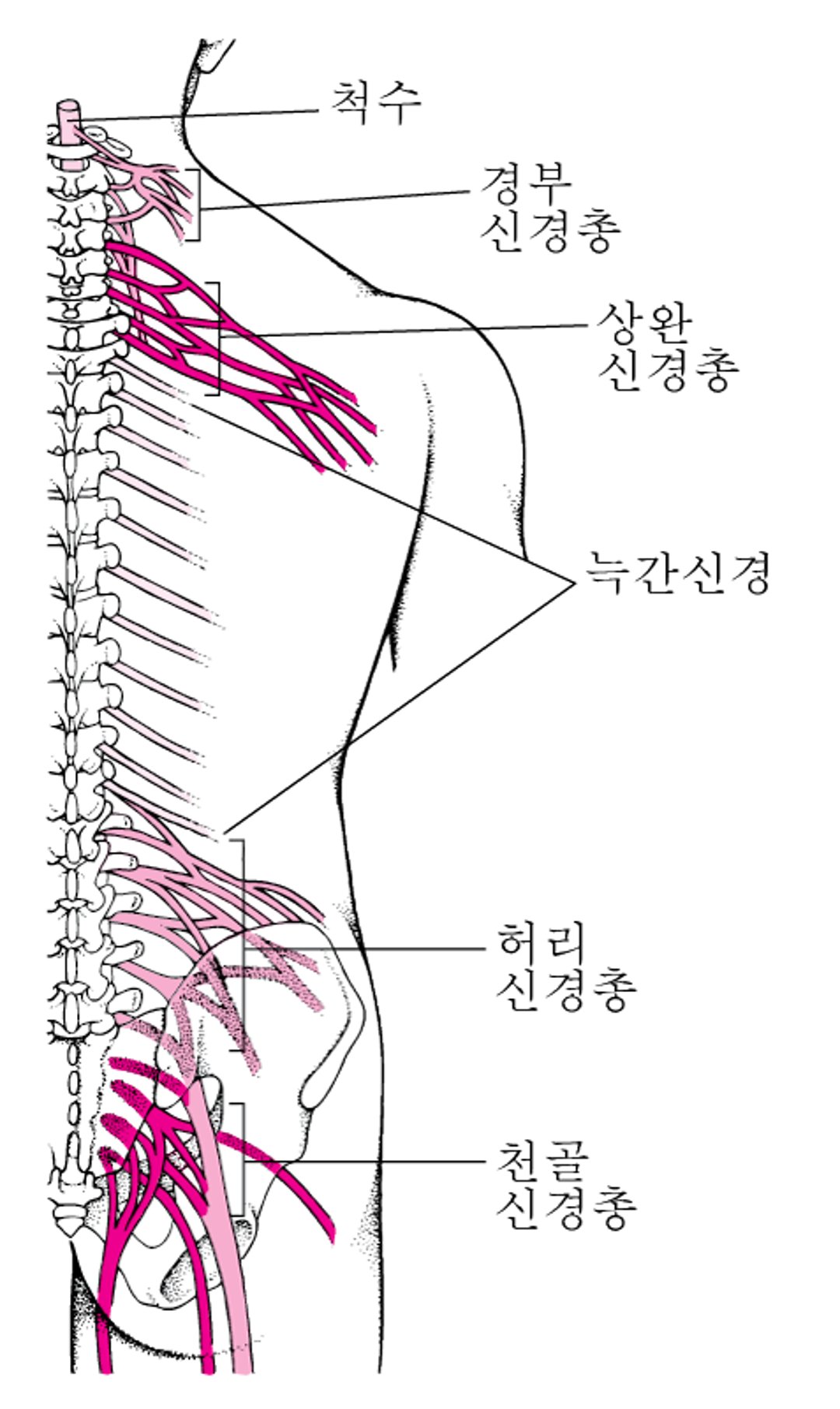 신경 연결 상자: 신경총