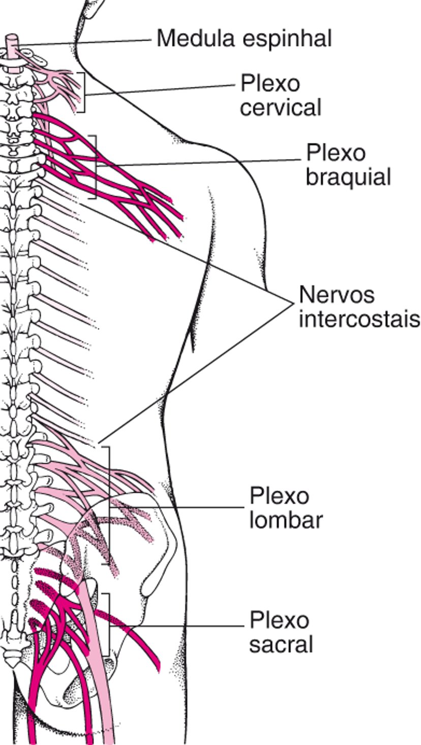 Caixas de junção nervosa: Os plexos