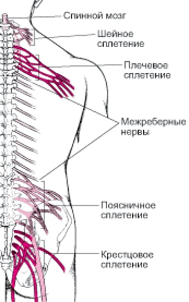Нервные распределительные коробки: Нервные сплетения