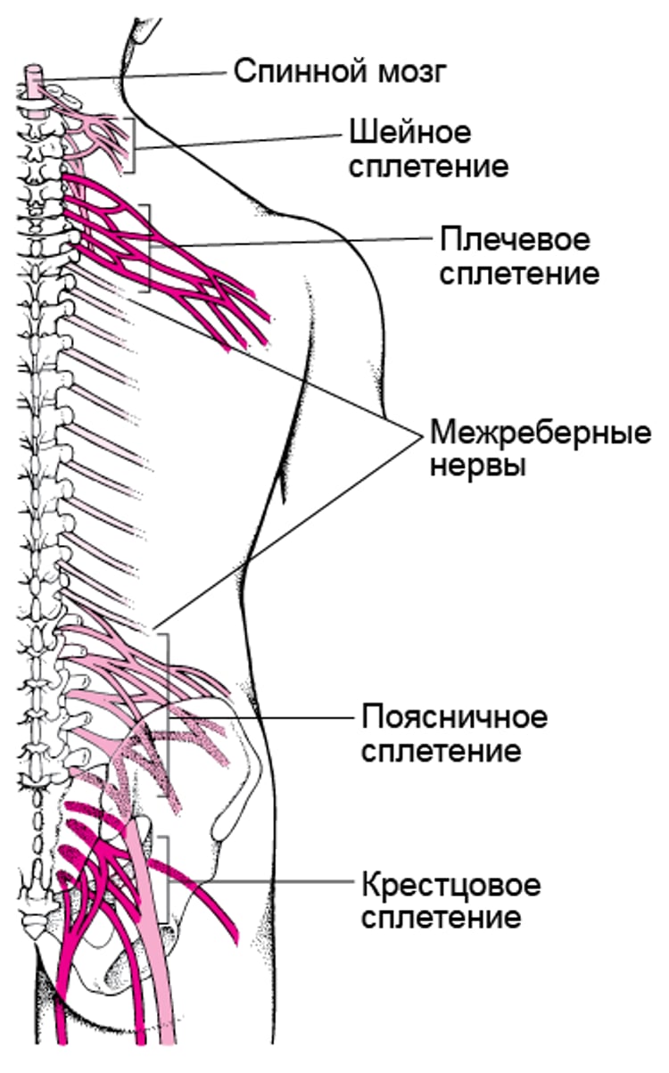 Нервные распределительные коробки: Нервные сплетения