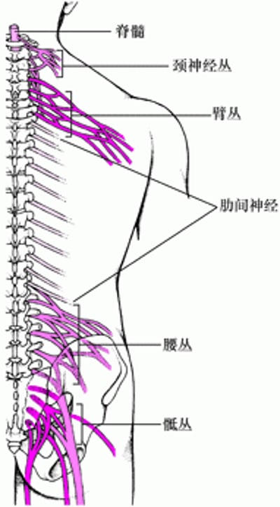 神经连接盒: 神经丛