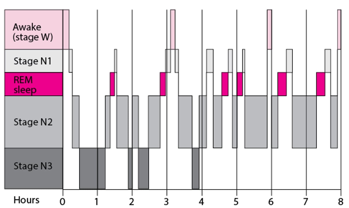 Stages of the Sleep Cycle