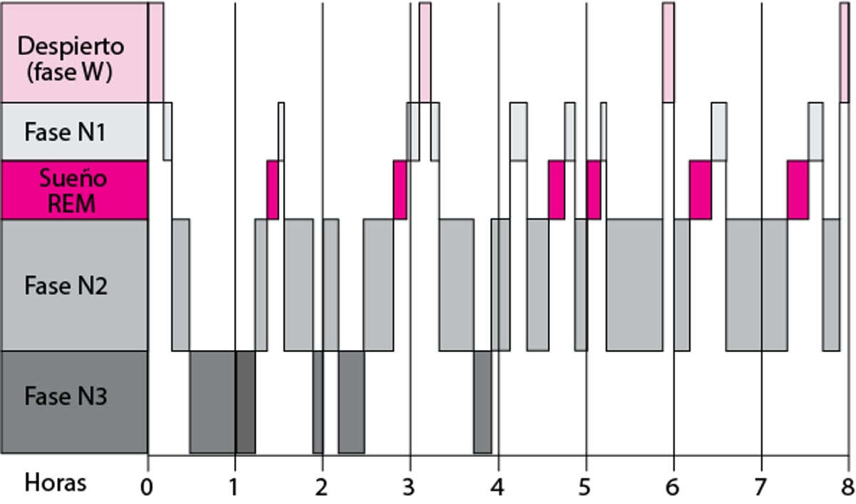 Fases del ciclo del sueño