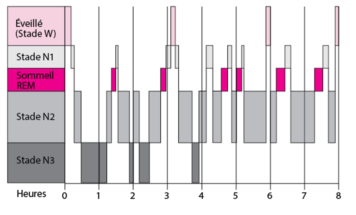 Phases du cycle de sommeil