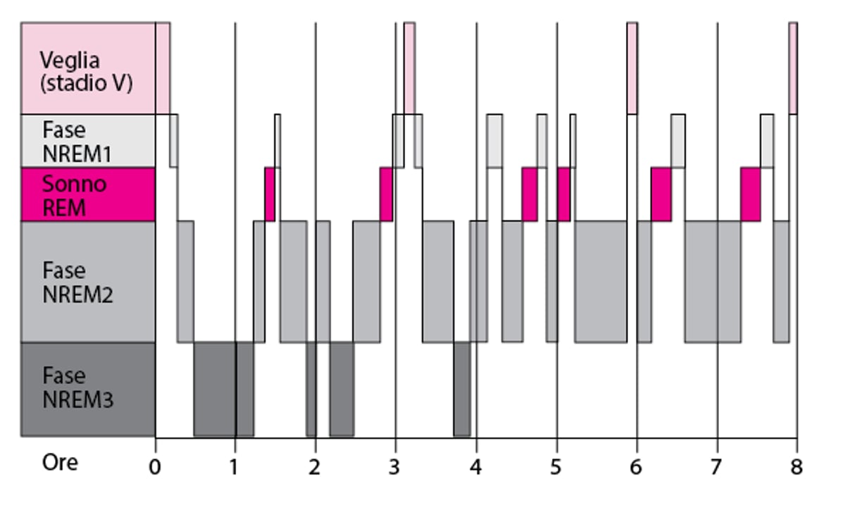 Fasi del ciclo del sonno