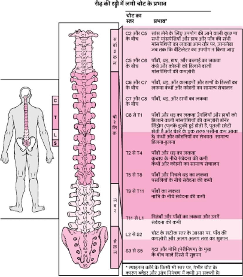 स्पाइनल कॉर्ड कहां से क्षतिग्रस्त है?