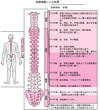 脊髄の損傷領域とその影響