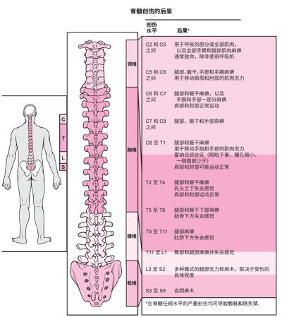 脊髓哪个部位损伤？