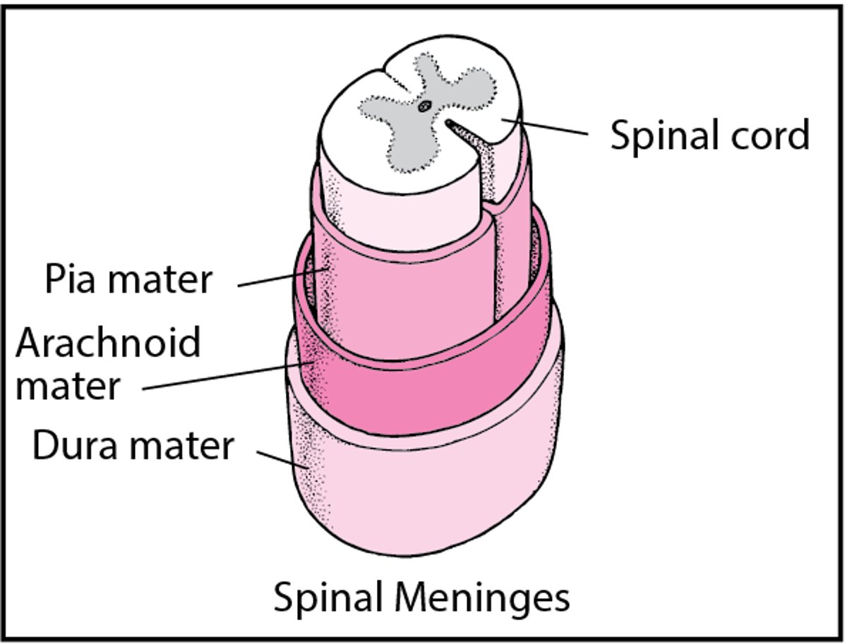 How the Spine Is Organized