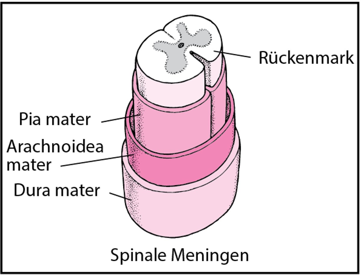 Aufbau des Rückgrats