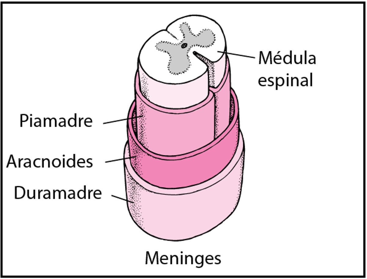 Organización de la columna vertebral