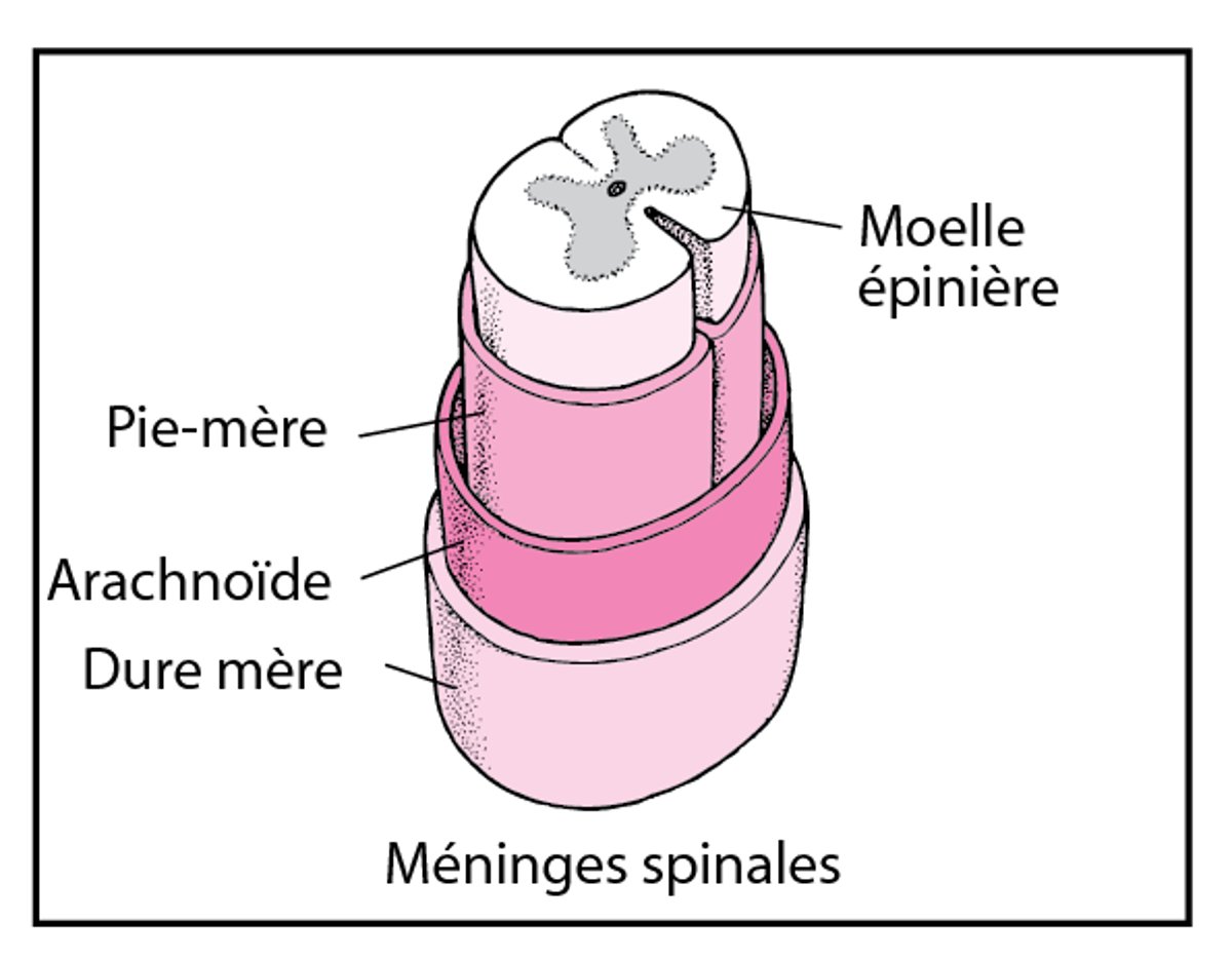 Structure du rachis