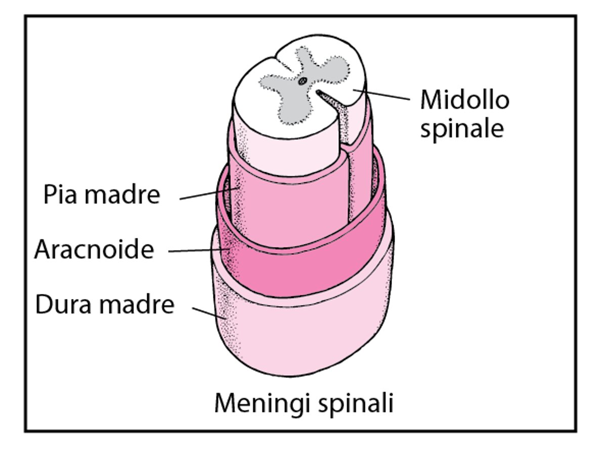 Struttura del rachide