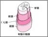 脊椎の成り立ち